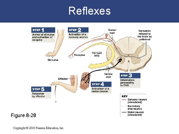 Reflexes Figure 8 -28 Copyright © 2010 Pearson Education, Inc. 