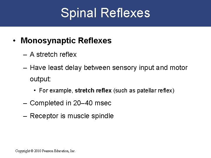 Spinal Reflexes • Monosynaptic Reflexes – A stretch reflex – Have least delay between