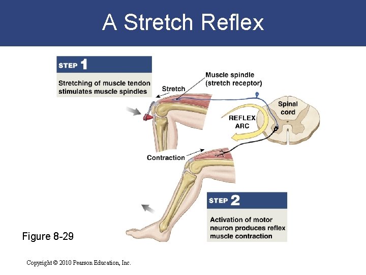 A Stretch Reflex Figure 8 -29 Copyright © 2010 Pearson Education, Inc. 