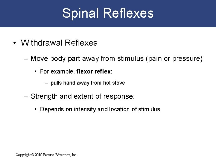 Spinal Reflexes • Withdrawal Reflexes – Move body part away from stimulus (pain or