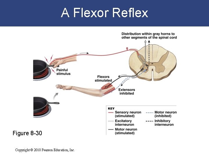 A Flexor Reflex Figure 8 -30 Copyright © 2010 Pearson Education, Inc. 