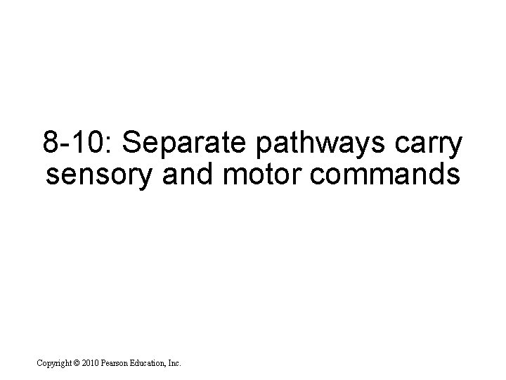 8 -10: Separate pathways carry sensory and motor commands Copyright © 2010 Pearson Education,