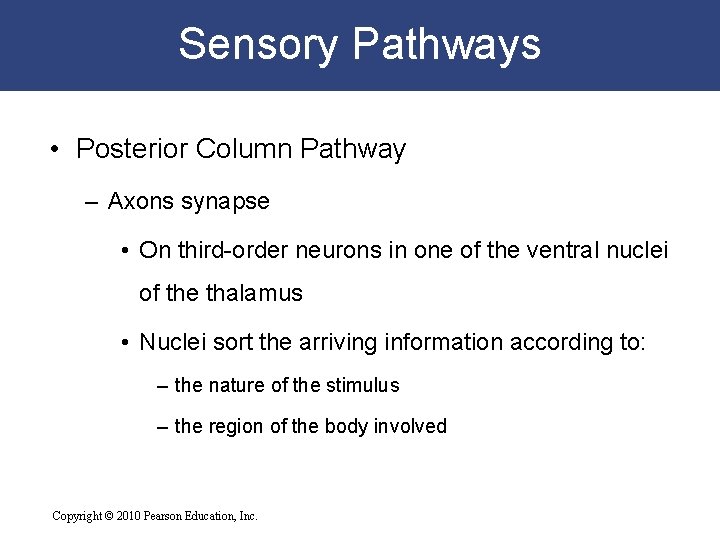 Sensory Pathways • Posterior Column Pathway – Axons synapse • On third-order neurons in