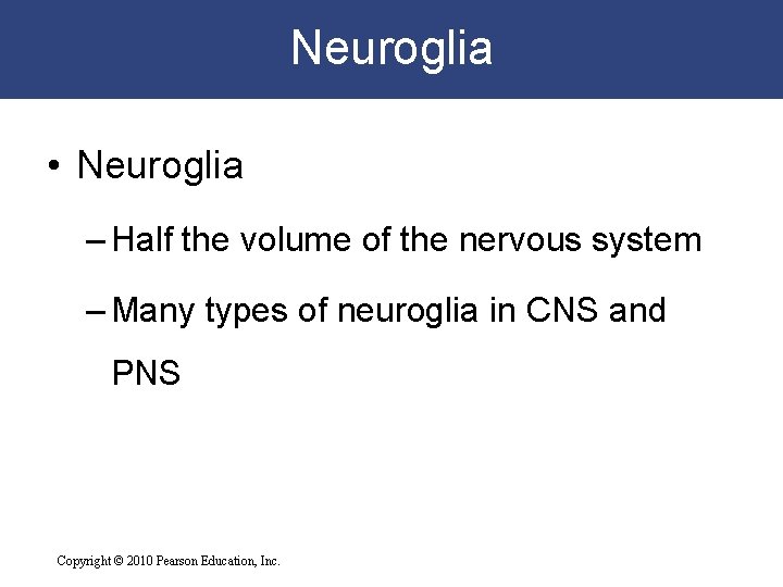 Neuroglia • Neuroglia – Half the volume of the nervous system – Many types