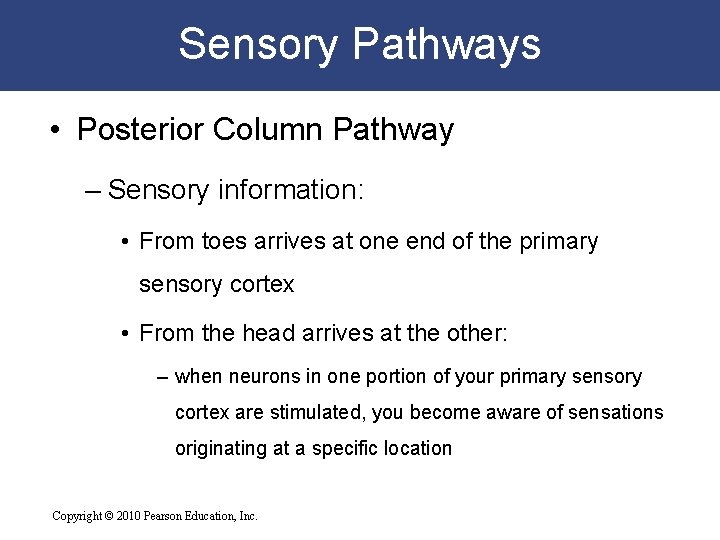 Sensory Pathways • Posterior Column Pathway – Sensory information: • From toes arrives at