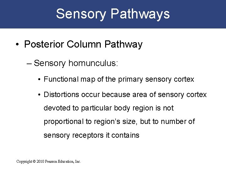 Sensory Pathways • Posterior Column Pathway – Sensory homunculus: • Functional map of the