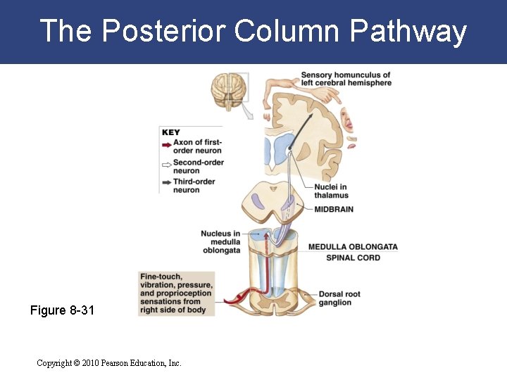 The Posterior Column Pathway Figure 8 -31 Copyright © 2010 Pearson Education, Inc. 