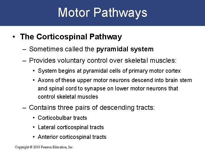 Motor Pathways • The Corticospinal Pathway – Sometimes called the pyramidal system – Provides