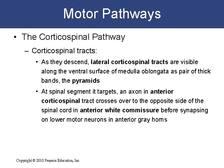 Motor Pathways • The Corticospinal Pathway – Corticospinal tracts: • As they descend, lateral