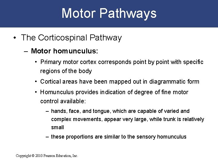 Motor Pathways • The Corticospinal Pathway – Motor homunculus: • Primary motor cortex corresponds