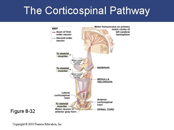 The Corticospinal Pathway Figure 8 -32 Copyright © 2010 Pearson Education, Inc. 