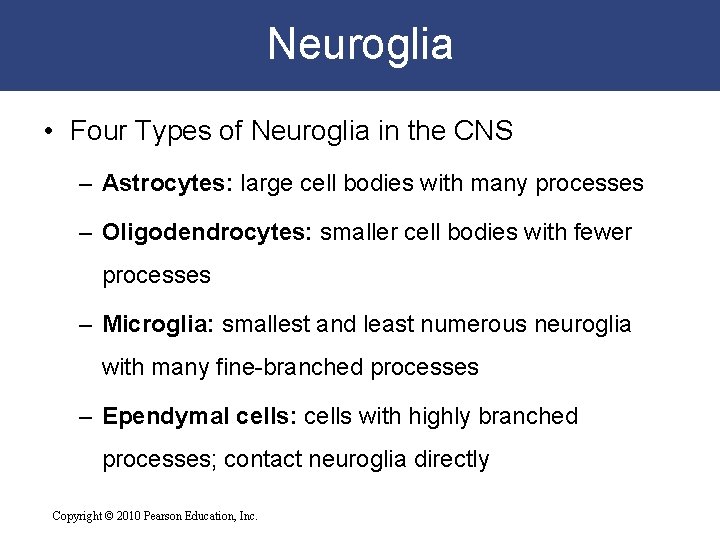 Neuroglia • Four Types of Neuroglia in the CNS – Astrocytes: large cell bodies