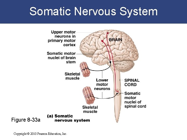 Somatic Nervous System Figure 8 -33 a Copyright © 2010 Pearson Education, Inc. 