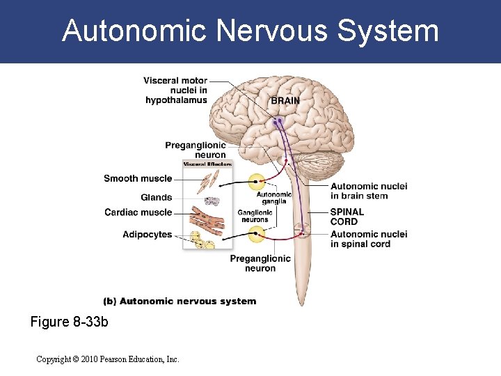 Autonomic Nervous System Figure 8 -33 b Copyright © 2010 Pearson Education, Inc. 