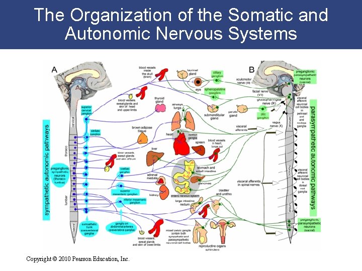 The Organization of the Somatic and Autonomic Nervous Systems Copyright © 2010 Pearson Education,