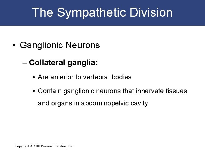 The Sympathetic Division • Ganglionic Neurons – Collateral ganglia: • Are anterior to vertebral