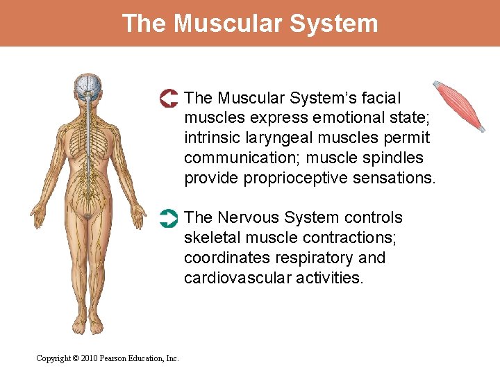 The Muscular System’s facial muscles express emotional state; intrinsic laryngeal muscles permit communication; muscle