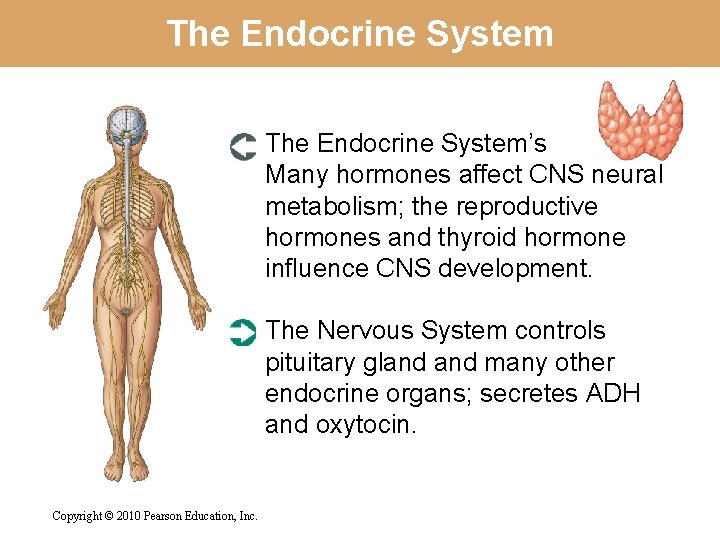 The Endocrine System’s Many hormones affect CNS neural metabolism; the reproductive hormones and thyroid