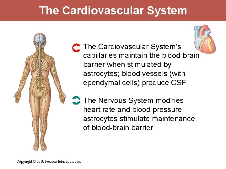 The Cardiovascular System’s capillaries maintain the blood-brain barrier when stimulated by astrocytes; blood vessels