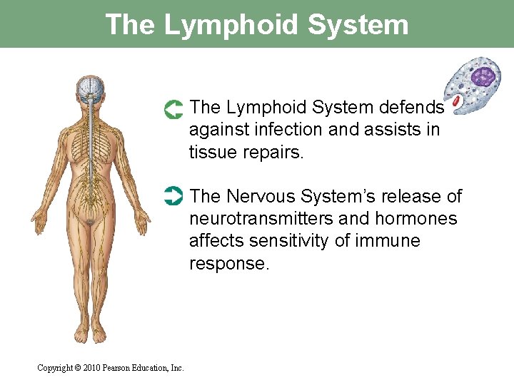 The Lymphoid System defends against infection and assists in tissue repairs. The Nervous System’s