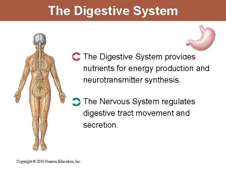 The Digestive System provides nutrients for energy production and neurotransmitter synthesis. The Nervous System