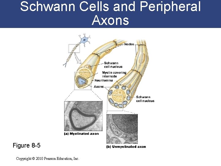 Schwann Cells and Peripheral Axons Figure 8 -5 Copyright © 2010 Pearson Education, Inc.