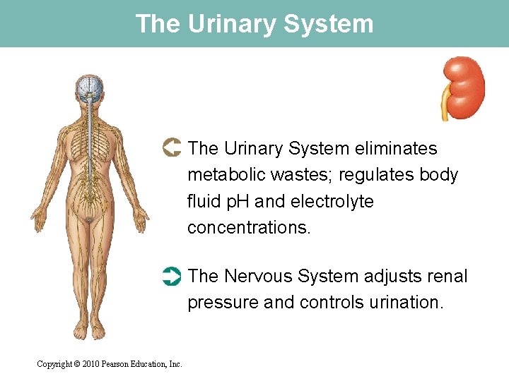 The Urinary System eliminates metabolic wastes; regulates body fluid p. H and electrolyte concentrations.