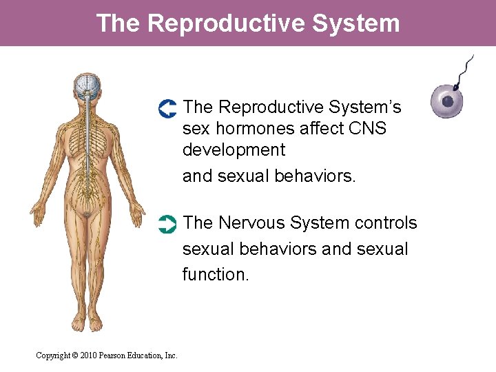 The Reproductive System’s sex hormones affect CNS development and sexual behaviors. The Nervous System