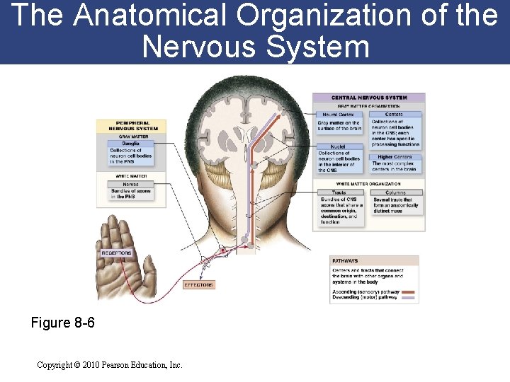 The Anatomical Organization of the Nervous System Figure 8 -6 Copyright © 2010 Pearson