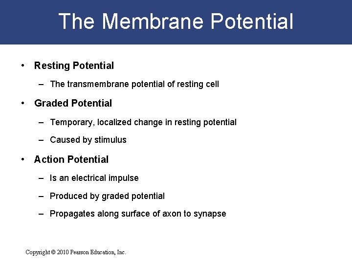 The Membrane Potential • Resting Potential – The transmembrane potential of resting cell •