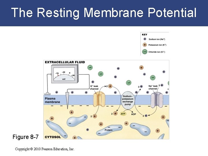 The Resting Membrane Potential Figure 8 -7 Copyright © 2010 Pearson Education, Inc. 