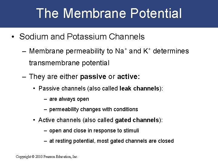 The Membrane Potential • Sodium and Potassium Channels – Membrane permeability to Na+ and
