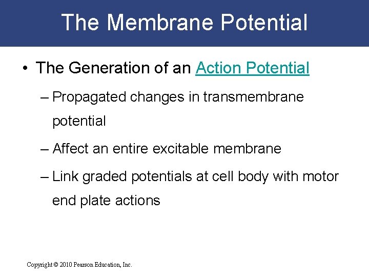 The Membrane Potential • The Generation of an Action Potential – Propagated changes in