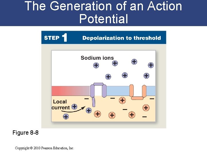 The Generation of an Action Potential Figure 8 -8 Copyright © 2010 Pearson Education,