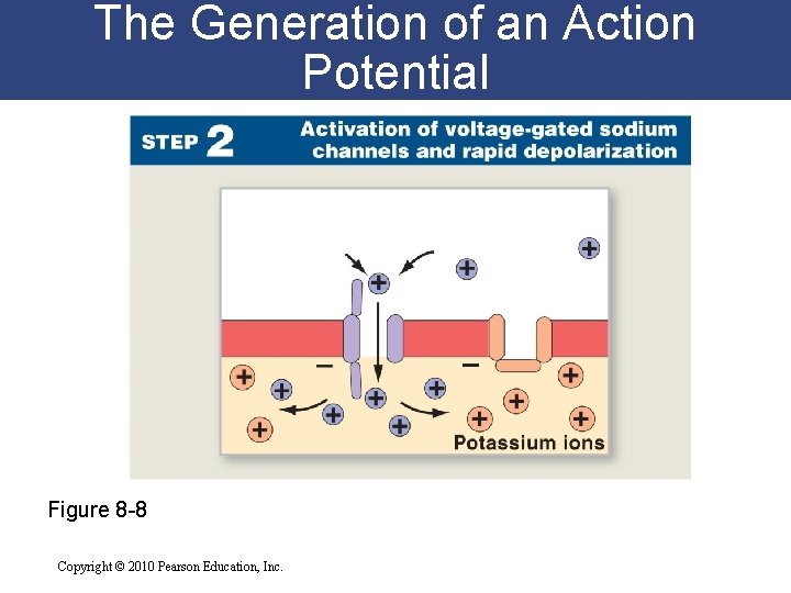 The Generation of an Action Potential Figure 8 -8 Copyright © 2010 Pearson Education,