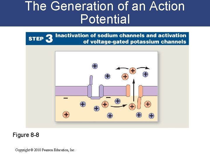 The Generation of an Action Potential Figure 8 -8 Copyright © 2010 Pearson Education,