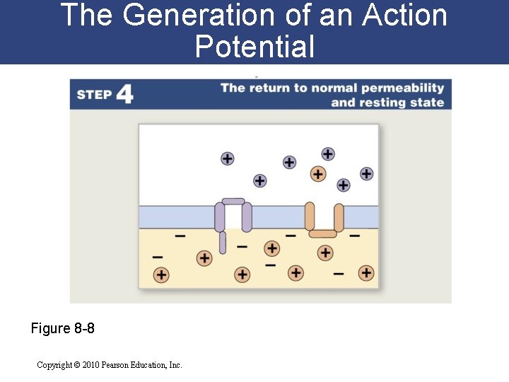 The Generation of an Action Potential Figure 8 -8 Copyright © 2010 Pearson Education,
