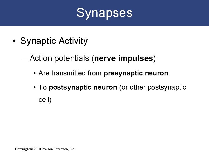 Synapses • Synaptic Activity – Action potentials (nerve impulses): • Are transmitted from presynaptic