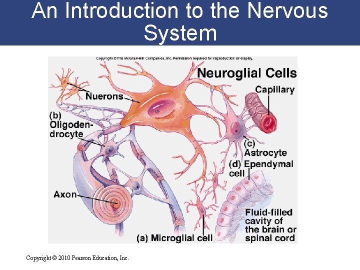 An Introduction to the Nervous System Copyright © 2010 Pearson Education, Inc. 