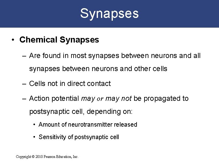 Synapses • Chemical Synapses – Are found in most synapses between neurons and all