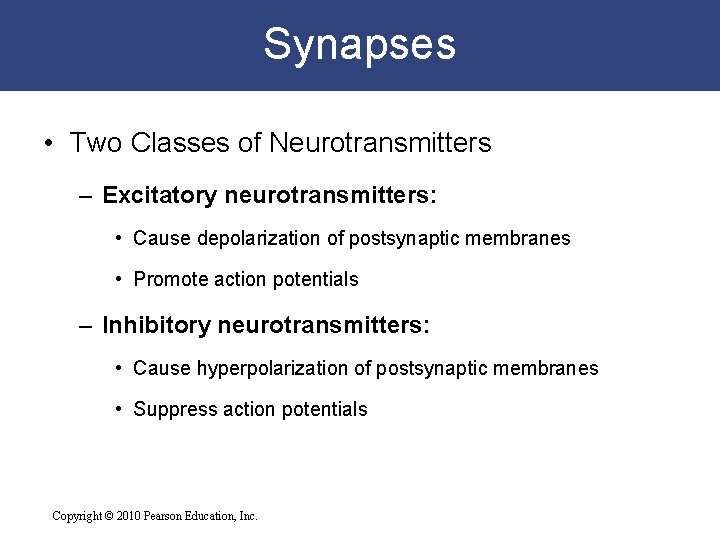 Synapses • Two Classes of Neurotransmitters – Excitatory neurotransmitters: • Cause depolarization of postsynaptic
