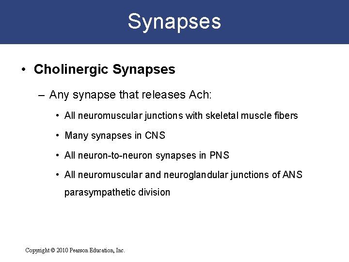 Synapses • Cholinergic Synapses – Any synapse that releases Ach: • All neuromuscular junctions