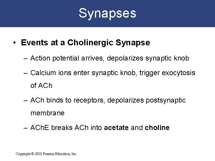 Synapses • Events at a Cholinergic Synapse – Action potential arrives, depolarizes synaptic knob