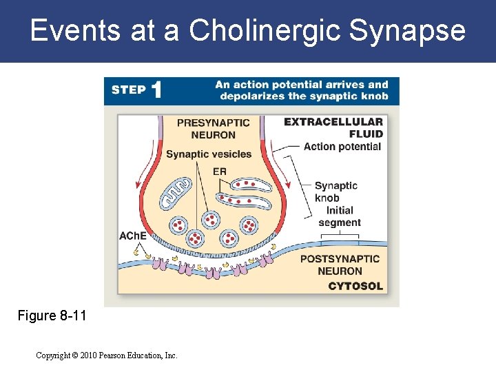 Events at a Cholinergic Synapse Figure 8 -11 Copyright © 2010 Pearson Education, Inc.