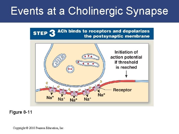 Events at a Cholinergic Synapse Figure 8 -11 Copyright © 2010 Pearson Education, Inc.