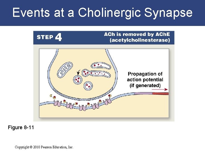Events at a Cholinergic Synapse Figure 8 -11 Copyright © 2010 Pearson Education, Inc.