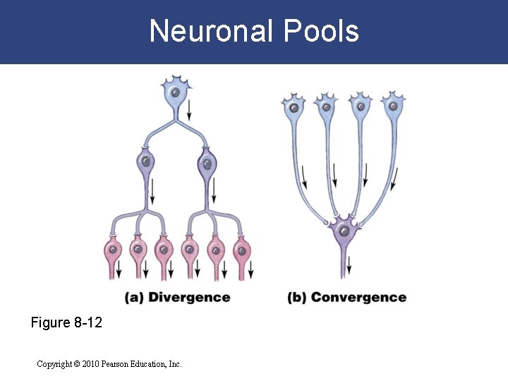 Neuronal Pools Figure 8 -12 Copyright © 2010 Pearson Education, Inc. 