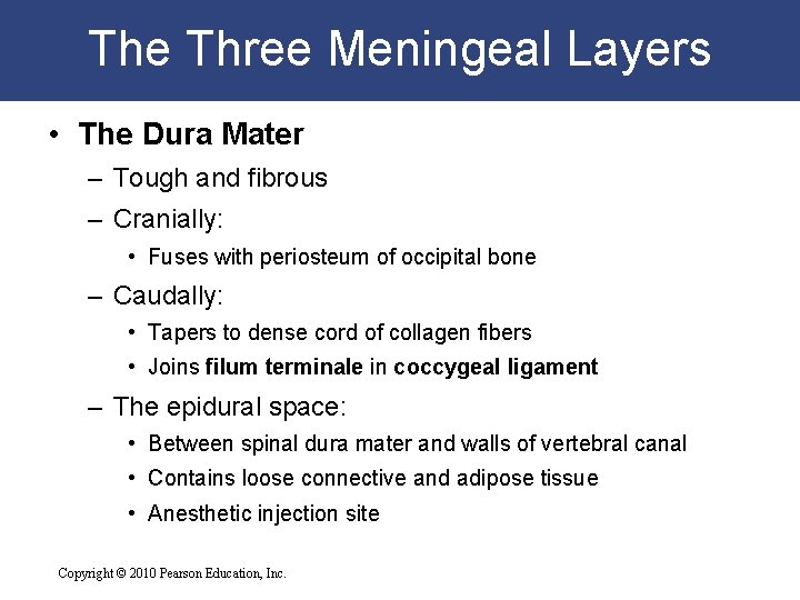 The Three Meningeal Layers • The Dura Mater – Tough and fibrous – Cranially: