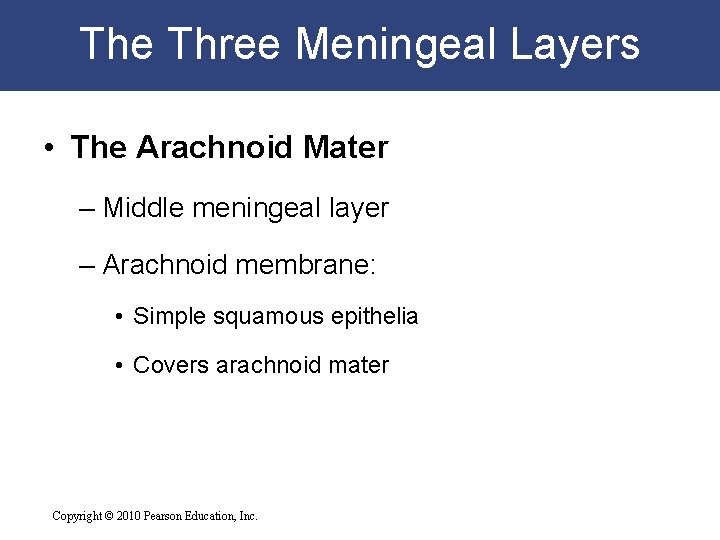 The Three Meningeal Layers • The Arachnoid Mater – Middle meningeal layer – Arachnoid