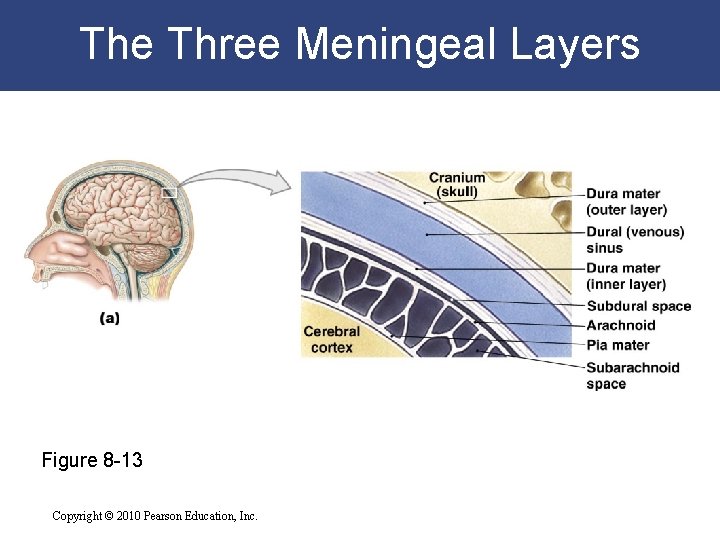 The Three Meningeal Layers Figure 8 -13 Copyright © 2010 Pearson Education, Inc. 